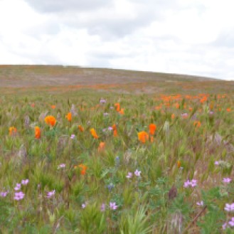 Antelope Valley Poppy Reserve (24)