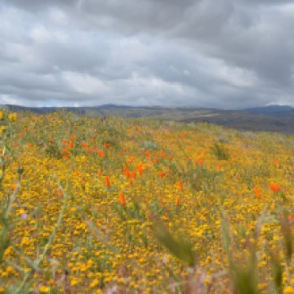 Antelope Valley Poppy Reserve (29)