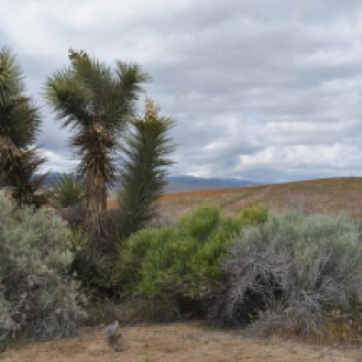 Joshua Tree - Arbre uniquement présent dans le désert du Mojave