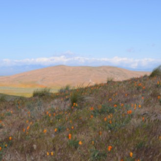 Antelope Valley Poppy Reserve (5)