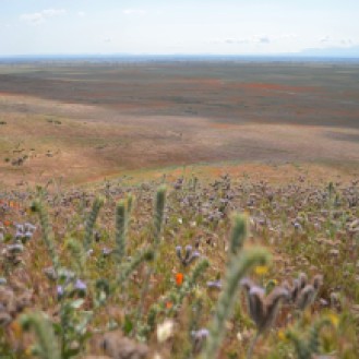 Antelope Valley Poppy Reserve (9)