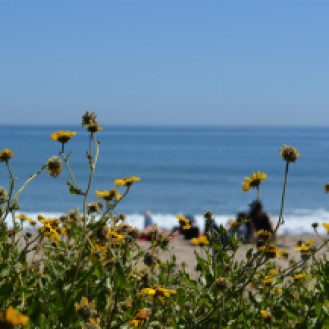 Le printemps s'invite à Leo Carrillo State Beach
